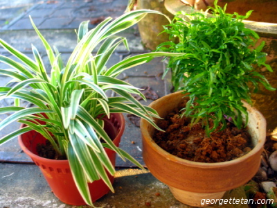 plants.jpg