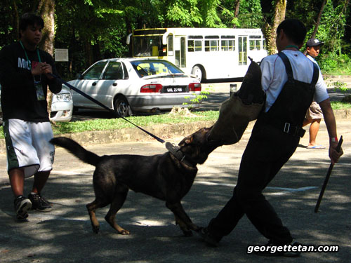sdogs4