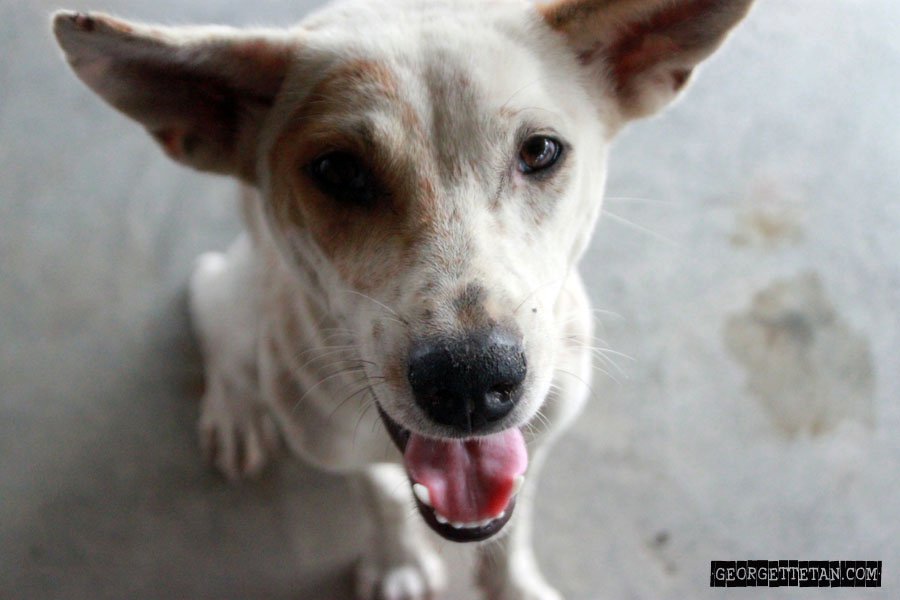 cameradog