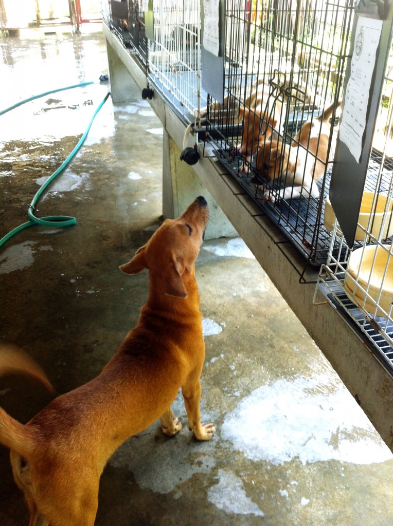 Hi, pups!