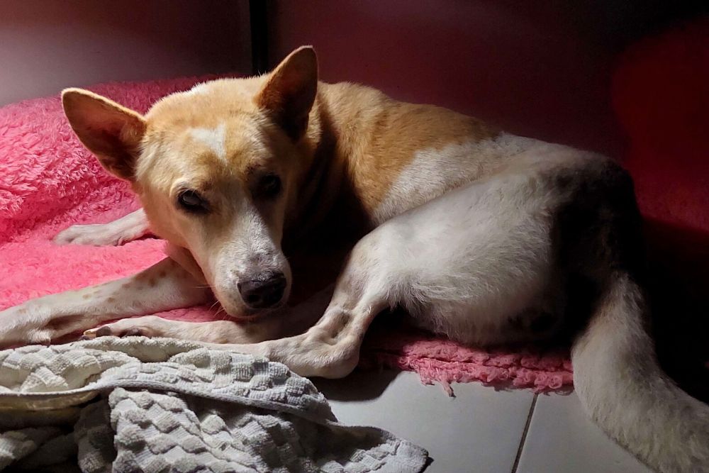 Creating a firework bunker for the dog