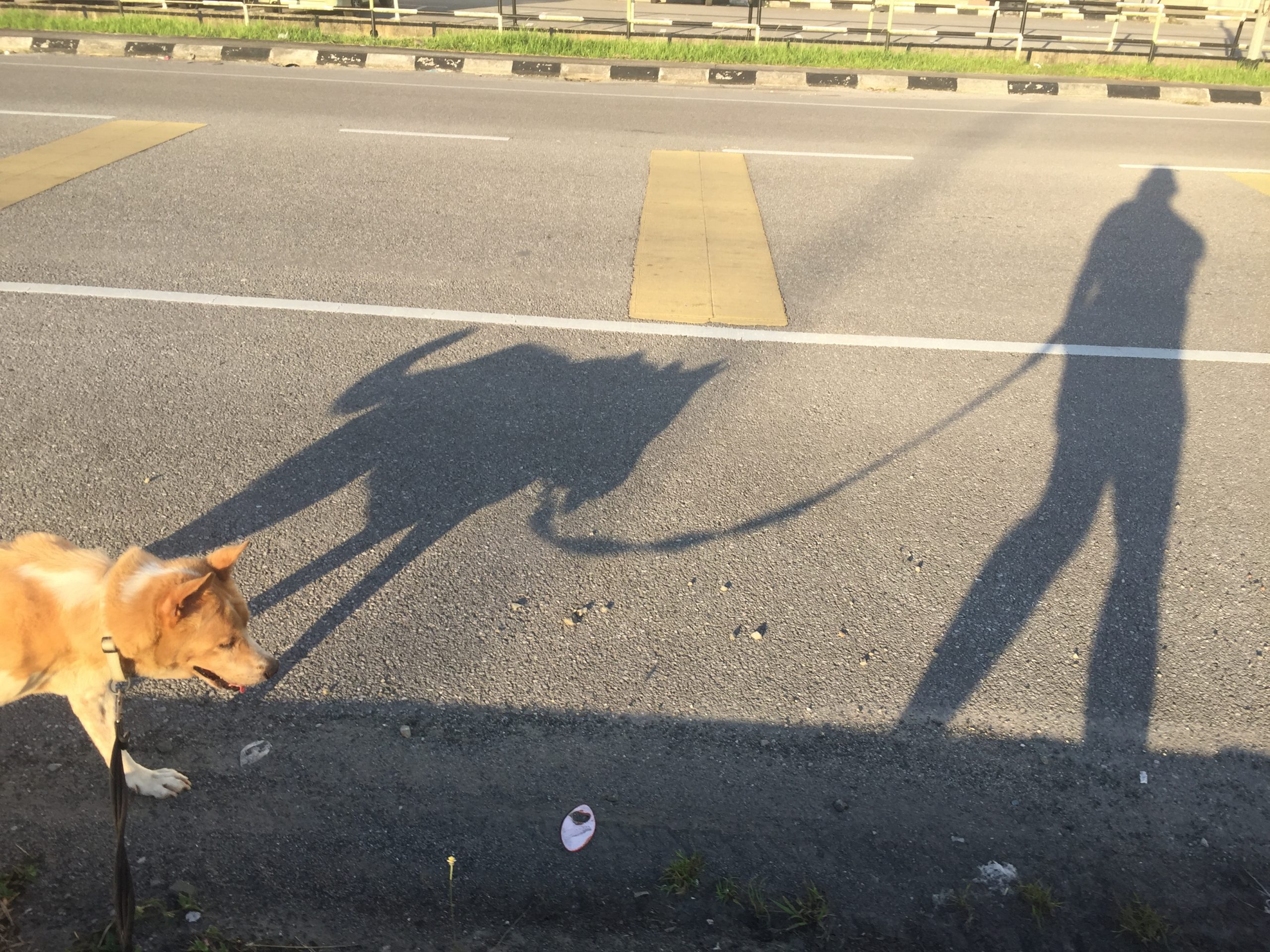 The Little Hitchhiker